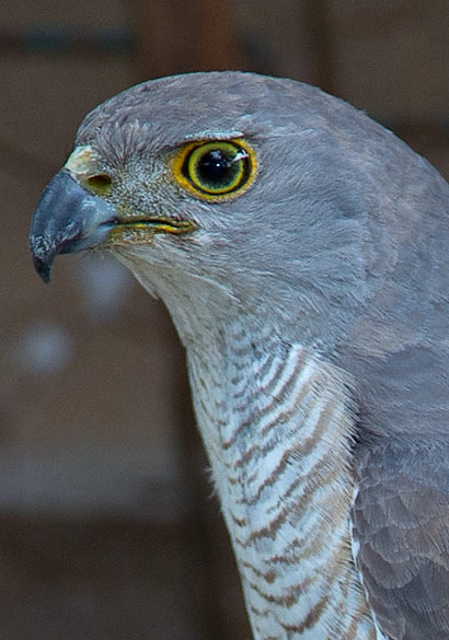 African Goshawk head